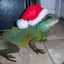 Merry Iguana