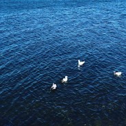 三火电的第180个白吃