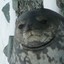 Fat_Funny_Seal