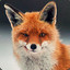 Red fox