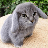 proYA5564645 - steam id 76561199499961593