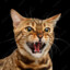 KittyTech1