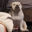 BuLLDoG