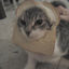 Inbread cat