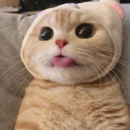 你是真的奈不何