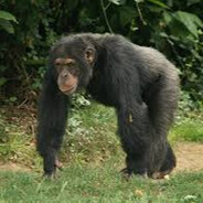 SzimpansiniOlimpinii