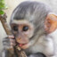 arturo_the_monkey