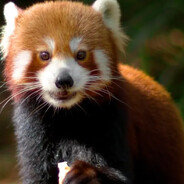 Panda Steam avatar