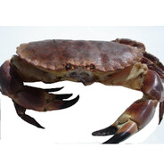 Jean Michel Tourteau