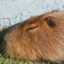 BUGATTI-PEEK Capybara