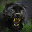 Bagheera