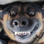The Dog