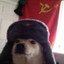 druzhog the russian dog