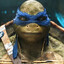 Tortuga