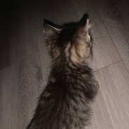 profile