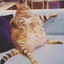fat babby