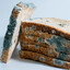 Moldy Bread