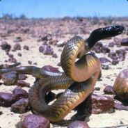 Apophis - steam id 76561197961206319