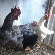 мопсик сиеги