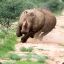 a romping rhino