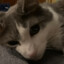 Chillcat