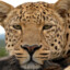 logopedic_leopard