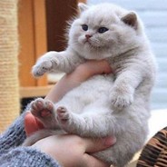 shauniibonii 's avatar