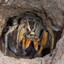 Marxist Spider