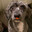 rydog