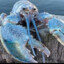 Lobster