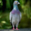 PIGEON