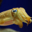 CuttleFish