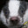 Andot