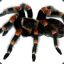 |HiT|smithi20