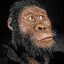 Australopithecus