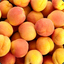 Apricots