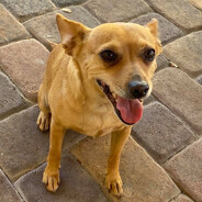 VegasChihuahua
