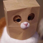 藕粉冲泡大赛冠军