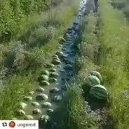 Smoke weed every day