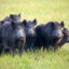 30 to 50 Feral Hogs