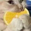 猫猫教教徒
