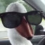 DANGERgoose