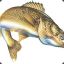 Walleye