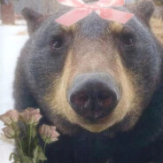 собачий вальс