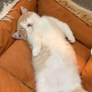 I AM GAY BOY ☆⌒(*＾-゜)v !