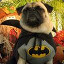 Batpug - The Bark Knight