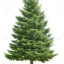 Pinus