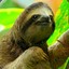 SlothKing89