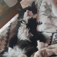 LazyGuFF3N avatar