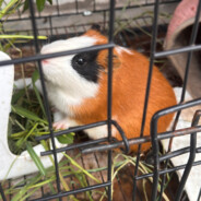 艾欧尼玛猎嫲人